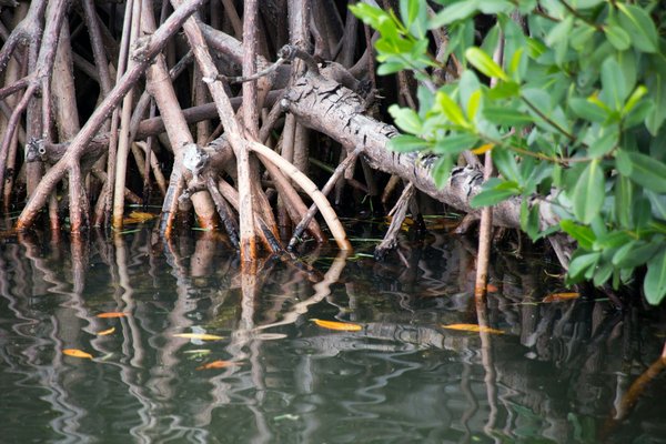 Peut-on trouver une croisière qui explore les écosystèmes des mangroves en Floride?