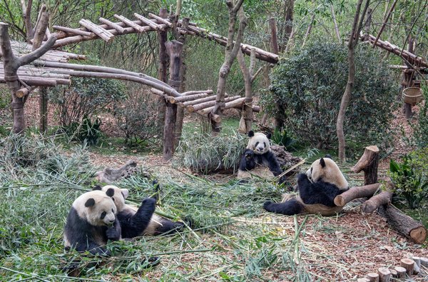 Comment planifier un voyage pour observer les pandas géants dans le Sichuan, Chine ?